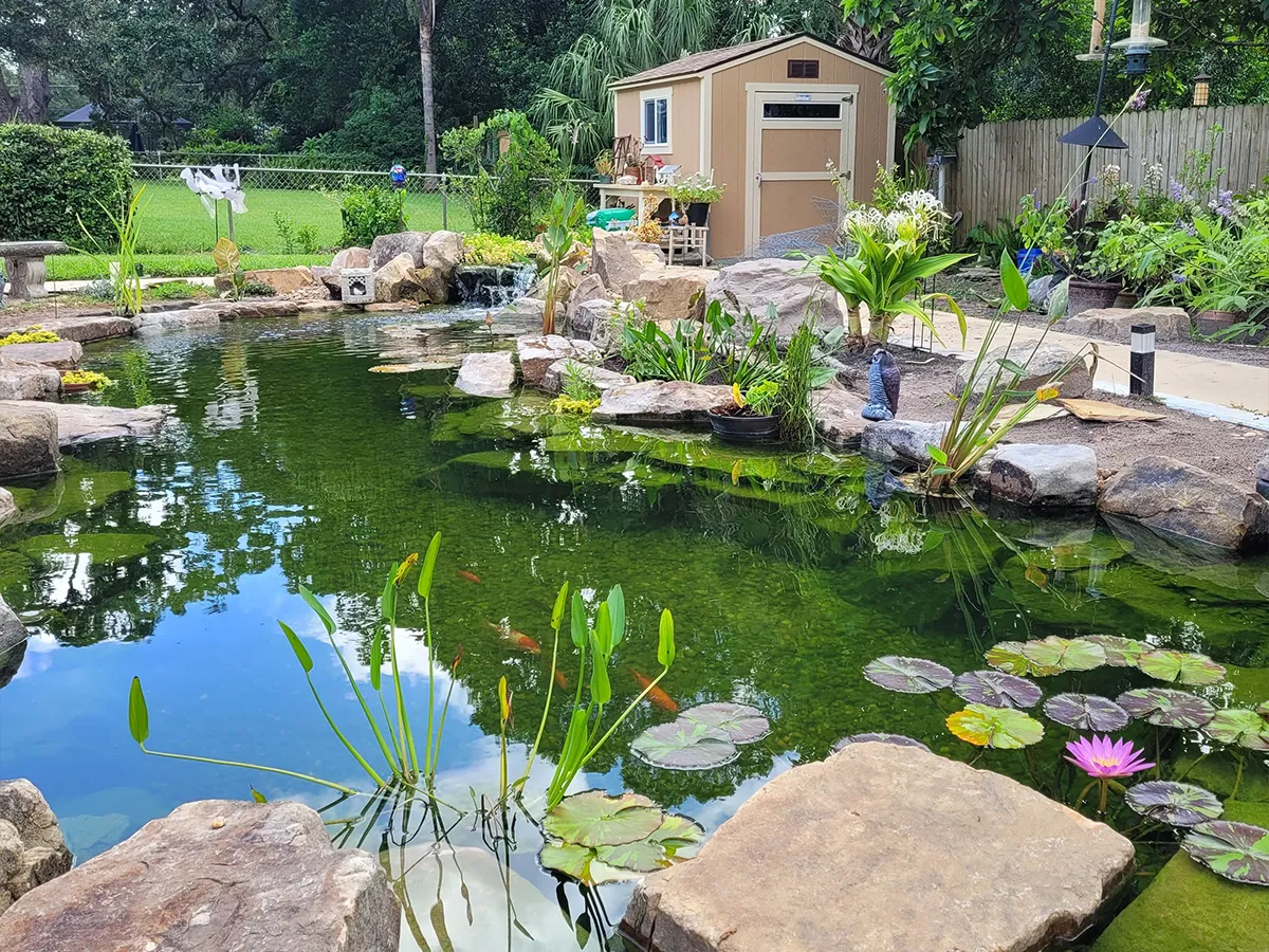 Backyard pond with water lilies, aquatic plants, and a natural stone waterfall, providing a peaceful outdoor setting.