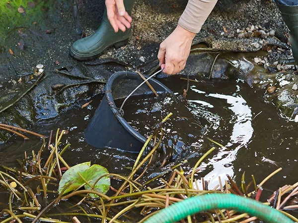 Removing debris from a garden pond during cleaning and maintenance process