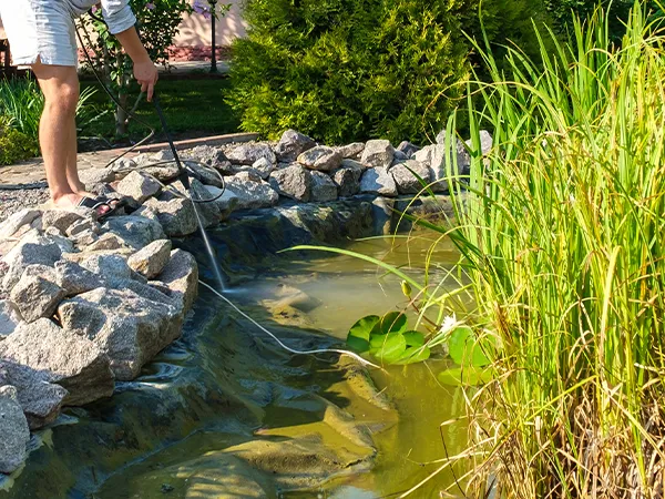 Man cleaning a backyard pond surrounded by rocks and aquatic plants, using a net to maintain the water and landscape.