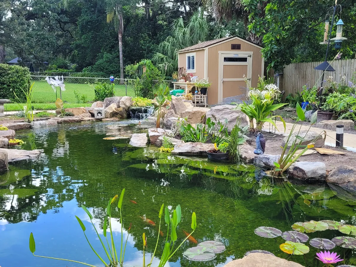 Completed backyard pond with koi fish, water plants, and natural stone borders