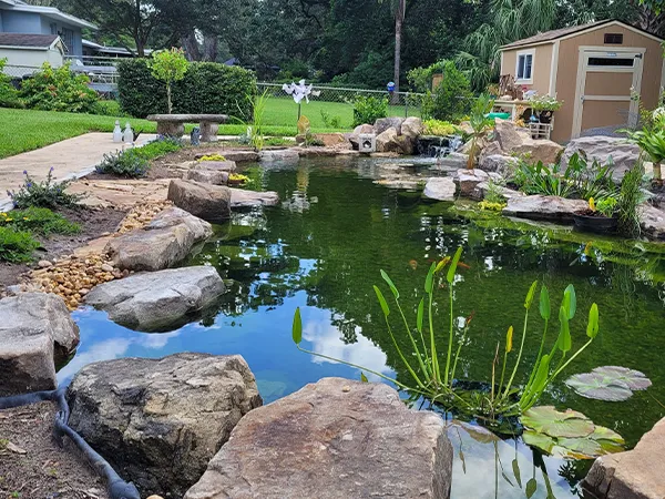 Backyard pond with natural stone border and landscaping, featuring water plants and a storage shed in the background.